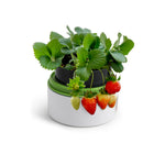 Plant Growth Station - Image